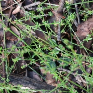 Galium gaudichaudii at Bournda, NSW - 20 Dec 2021 07:42 AM