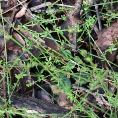 Galium gaudichaudii (Rough Bedstraw) at Bournda, NSW - 20 Dec 2021 by KylieWaldon