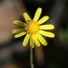 Senecio madagascariensis (Madagascan Fireweed, Fireweed) at Bournda, NSW - 19 Dec 2021 by KylieWaldon