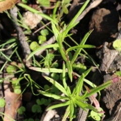 Senecio madagascariensis at Bournda, NSW - 20 Dec 2021