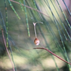 Unidentified Other Arthropod at Bournda National Park - 19 Dec 2021 by KylieWaldon