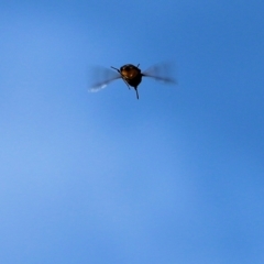 Unidentified Cicada (Hemiptera, Cicadoidea) (TBC) at Bournda National Park - 19 Dec 2021 by KylieWaldon