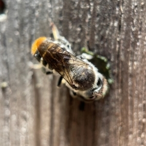 Megachile ferox at Yarralumla, ACT - 21 Dec 2021
