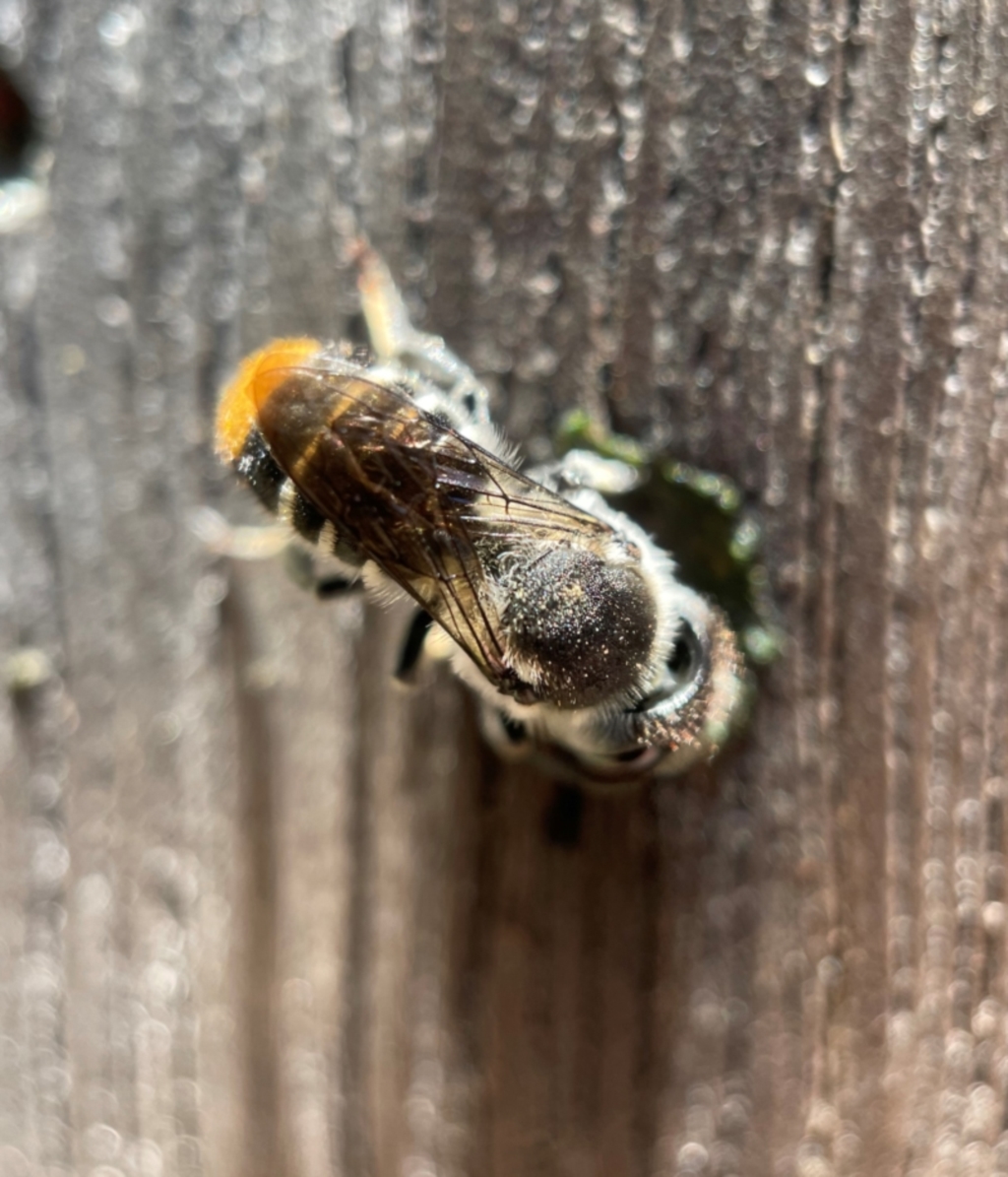 Megachile ferox at Yarralumla, ACT - 21 Dec 2021
