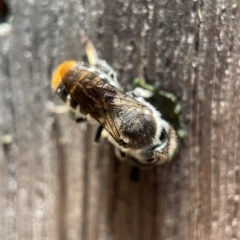 Megachile ferox (Resin bee) at Yarralumla, ACT - 21 Dec 2021 by PeterA