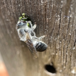 Megachile lucidiventris at Yarralumla, ACT - 23 Dec 2021