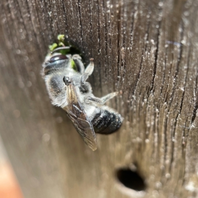 Megachile lucidiventris (Resin bee, Megachilid bee) at Yarralumla, ACT - 23 Dec 2021 by PeterA