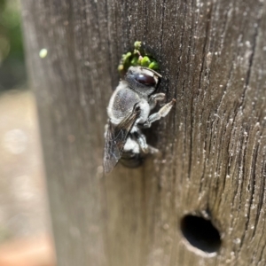 Megachile lucidiventris at Yarralumla, ACT - 23 Dec 2021 01:04 PM