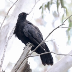 Corcorax melanorhamphos (White-winged Chough) at Bruce, ACT - 23 Dec 2021 by AlisonMilton