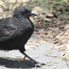 Corcorax melanorhamphos at Bruce, ACT - 23 Dec 2021 11:58 AM