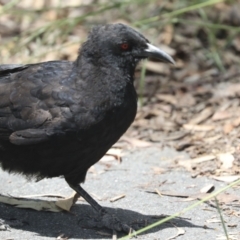 Corcorax melanorhamphos at Bruce, ACT - 23 Dec 2021