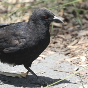 Corcorax melanorhamphos at Bruce, ACT - 23 Dec 2021