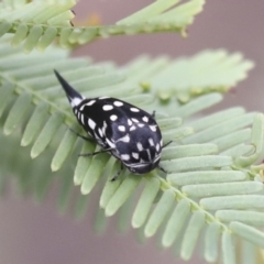 Mordella dumbrelli (Dumbrell's Pintail Beetle) at Bruce Ridge to Gossan Hill - 22 Dec 2021 by AlisonMilton