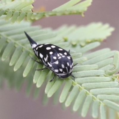 Mordella dumbrelli (Dumbrell's Pintail Beetle) at Bruce, ACT - 23 Dec 2021 by AlisonMilton