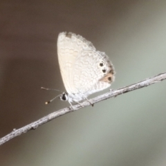 Nacaduba biocellata (Two-spotted Line-Blue) at Bruce, ACT - 22 Dec 2021 by AlisonMilton