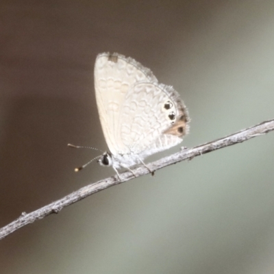 Nacaduba biocellata (Two-spotted Line-Blue) at Bruce, ACT - 23 Dec 2021 by AlisonMilton