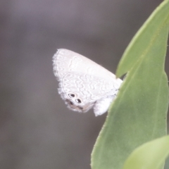 Nacaduba biocellata at Bruce, ACT - 23 Dec 2021