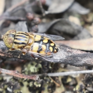 Eristalinus punctulatus at Bruce, ACT - 23 Dec 2021