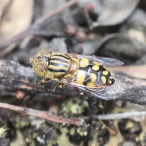 Eristalinus punctulatus at Bruce, ACT - 23 Dec 2021