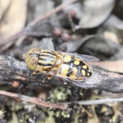 Eristalinus punctulatus at Bruce, ACT - 23 Dec 2021