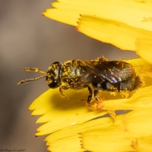 Lasioglossum (Chilalictus) sp. (genus & subgenus) at Latham, ACT - 23 Dec 2021 12:17 PM