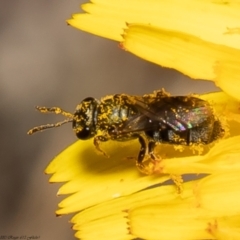 Lasioglossum (Chilalictus) sp. (genus & subgenus) (Halictid bee) at Latham, ACT - 23 Dec 2021 by Roger