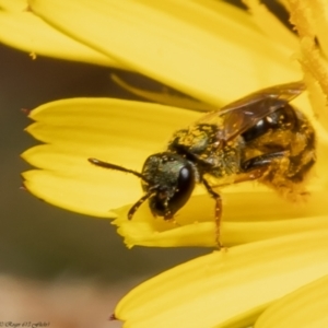 Lasioglossum (Chilalictus) sp. (genus & subgenus) at Latham, ACT - 23 Dec 2021 12:17 PM