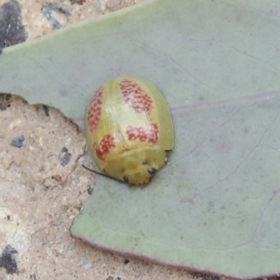 Paropsisterna fastidiosa (Eucalyptus leaf beetle) at GG265 - 22 Dec 2021 by AlisonMilton