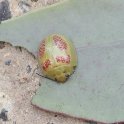 Paropsisterna fastidiosa (Eucalyptus leaf beetle) at Bruce, ACT - 23 Dec 2021 by AlisonMilton