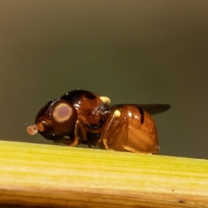 Chloropidae (family) at Latham, ACT - 23 Dec 2021 11:43 AM