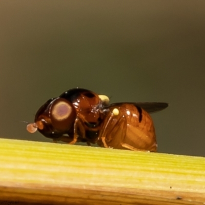 Chloropidae (family) (Frit fly) at Latham, ACT - 23 Dec 2021 by Roger