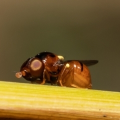Unidentified True fly (Diptera) (TBC) at Umbagong District Park - 23 Dec 2021 by Roger