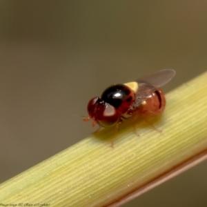 Chloropidae (family) at Latham, ACT - 23 Dec 2021