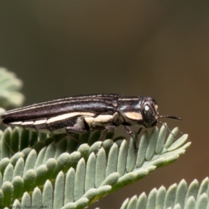 Agrilus hypoleucus at Latham, ACT - 23 Dec 2021 12:04 PM