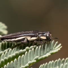 Agrilus hypoleucus (Hypoleucus jewel beetle) at Latham, ACT - 23 Dec 2021 by Roger
