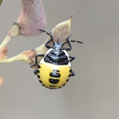 Commius elegans (Cherry Ballart Shield Bug) at Bruce Ridge - 22 Dec 2021 by AlisonMilton