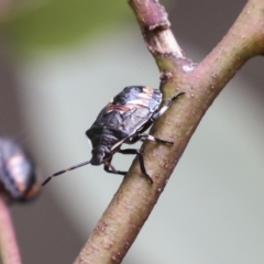 Oechalia schellenbergii (Spined Predatory Shield Bug) at Bruce Ridge - 22 Dec 2021 by AlisonMilton