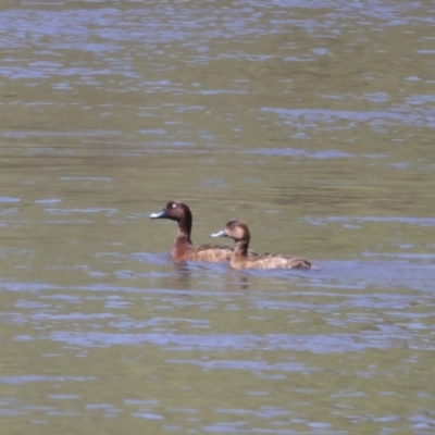 Aythya australis (Hardhead) at Coree, ACT - 20 Dec 2021 by jbromilow50