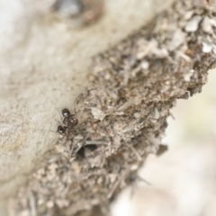 Papyrius sp. (genus) (A Coconut Ant) at Bruce, ACT - 22 Dec 2021 by AlisonMilton
