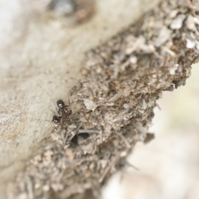 Papyrius sp. (genus) (A Coconut Ant) at Bruce Ridge - 22 Dec 2021 by AlisonMilton