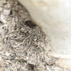 Papyrius sp. (genus) at Bruce, ACT - suppressed