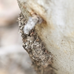 Papyrius sp. (genus) at Bruce, ACT - suppressed