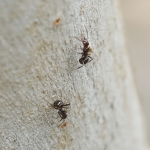 Papyrius sp. (genus) at Bruce, ACT - suppressed