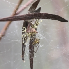 Araneidae (family) (Orb weaver) at Bruce Ridge - 23 Dec 2021 by AlisonMilton