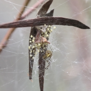 Araneidae (family) at Bruce, ACT - 23 Dec 2021 10:46 AM