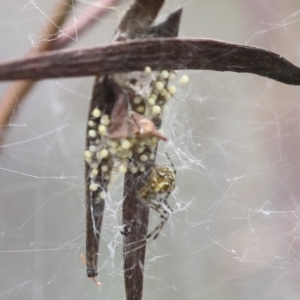 Araneidae (family) at Bruce, ACT - 23 Dec 2021 10:46 AM