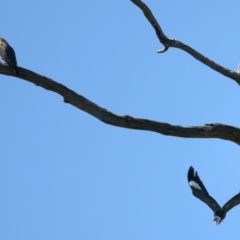Eurystomus orientalis (Dollarbird) at Stromlo, ACT - 21 Dec 2021 by jb2602