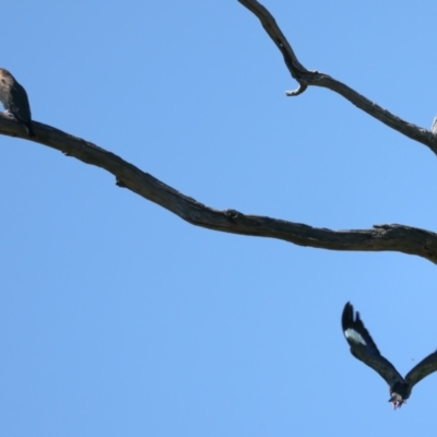 Eurystomus orientalis (Dollarbird) at Stromlo, ACT - 21 Dec 2021 by jb2602