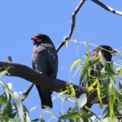 Eurystomus orientalis at Stromlo, ACT - 21 Dec 2021