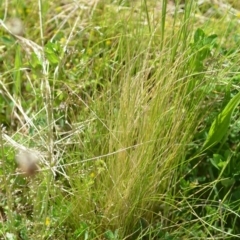 Nassella trichotoma (Serrated Tussock) at Kowen, ACT - 29 Oct 2021 by natureguy